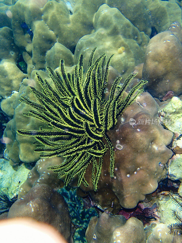 美丽多彩的珊瑚礁