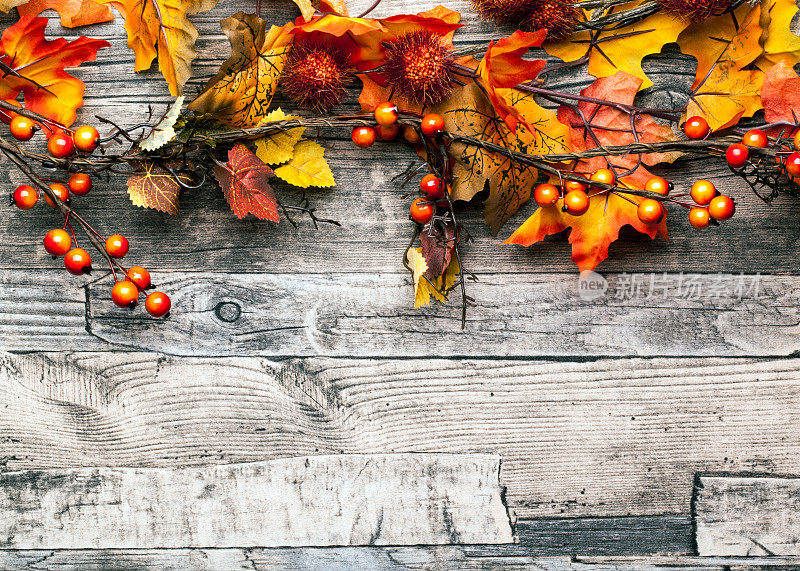 秋天的背景是树叶和浆果