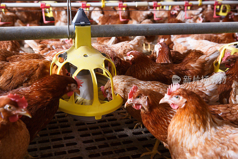 谷仓里的鸡，用自动喂食器进食