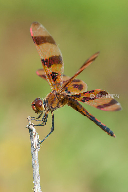 万圣节旗蜻蜓，威奇托山，俄克拉荷马州