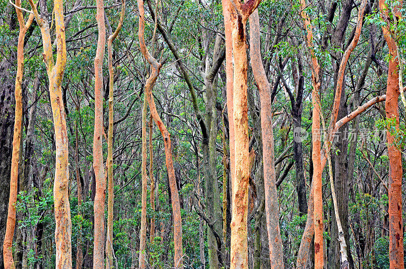 澳大利亚桉树森林背景与悉尼红树胶