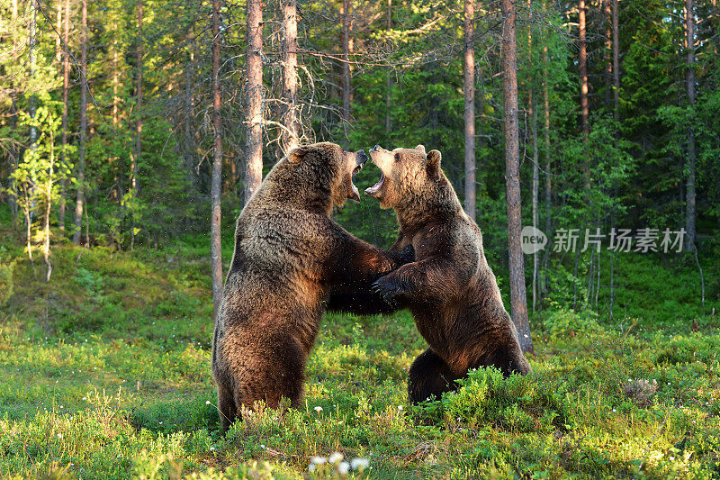 两个熊战斗