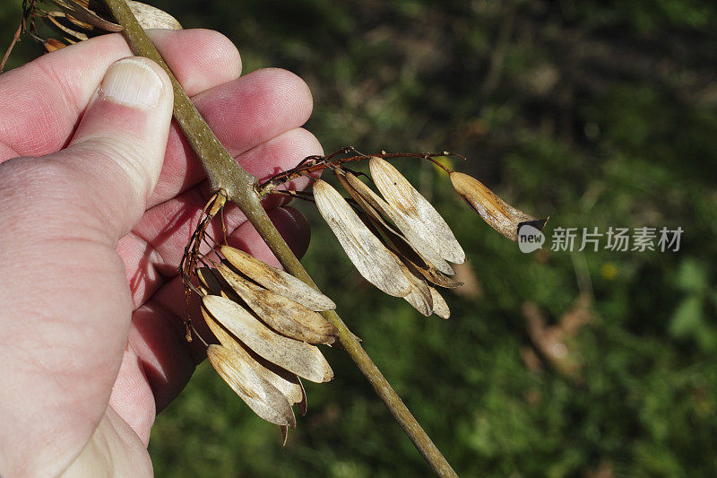 悬挂的白蜡树白蜡飞籽