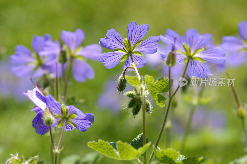 紫花植物野外特写