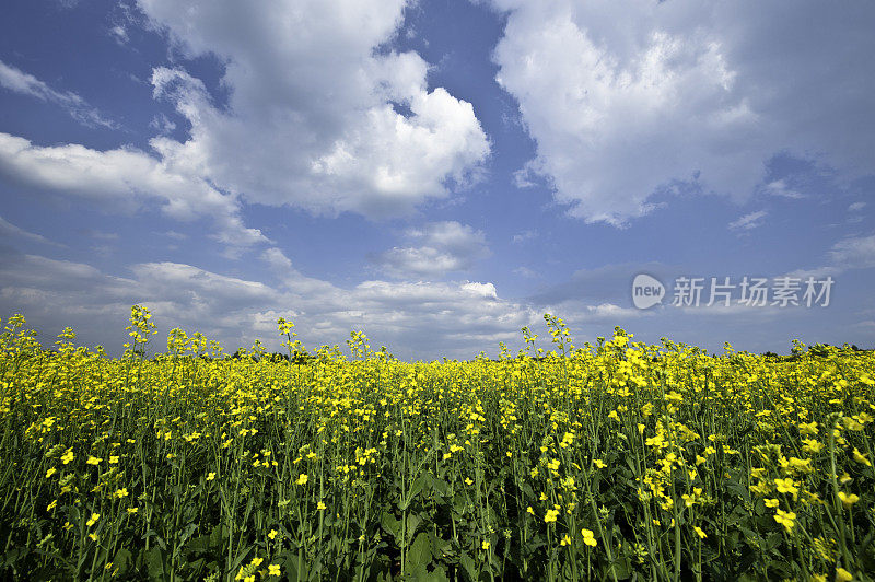 油菜,加拿大