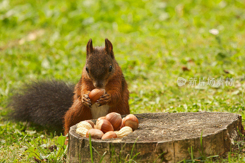 松鼠在树桩上吃坚果