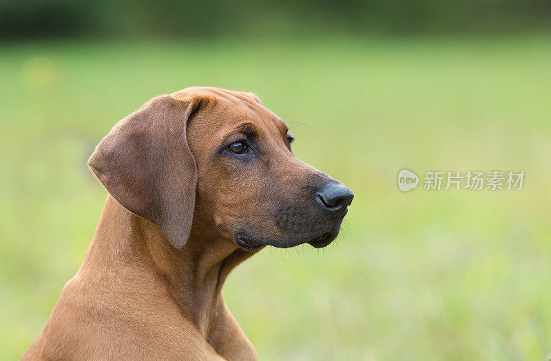 罗得西亚脊背犬小狗