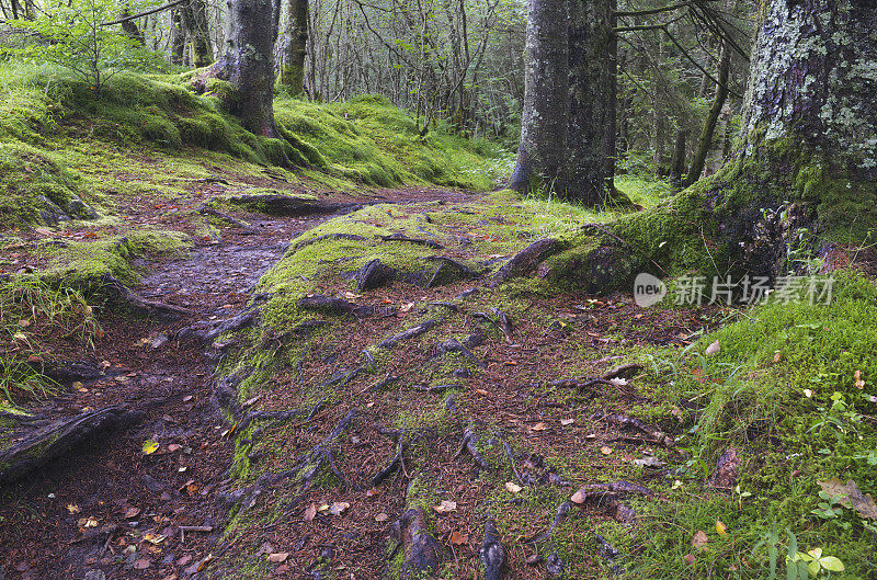 森林中徒步小径上的苔藓和树根