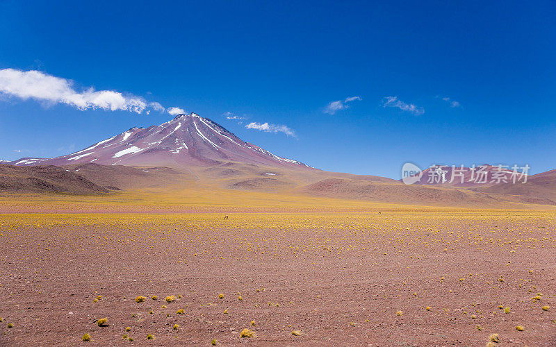 智利阿塔卡马沙漠的Vicunas和Volcano