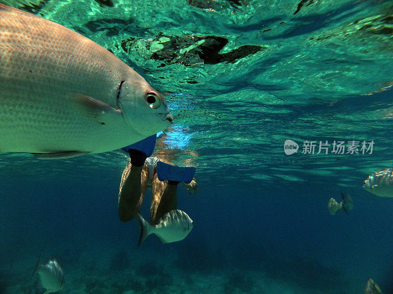 在加勒比海浮潜