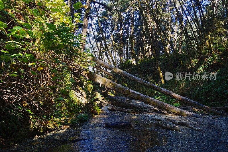 蕨类植物峡谷入口