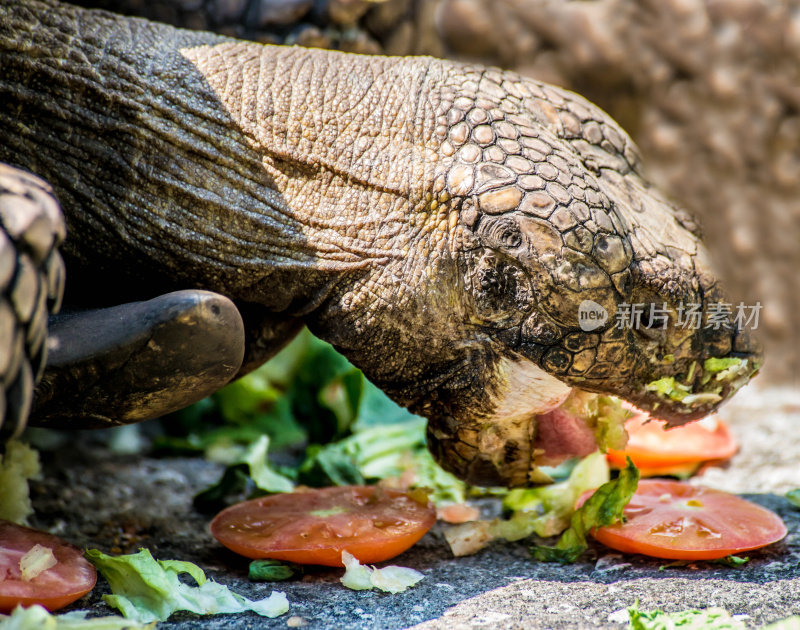 Turtois吃西红柿