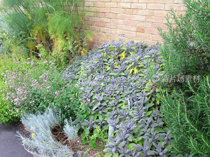 香草花园紫色鼠尾草，迷迭香，茴香，牛至，马郁兰，咖喱植物