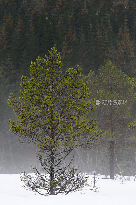 清新的青松在冬天的风景