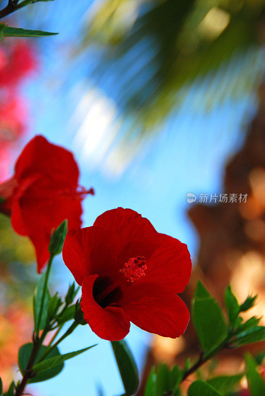 红色的芙蓉花站在棕榈树的阴影。