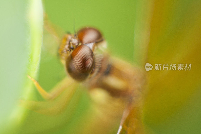 蜻蜓眼睛的特写在绿色的背景