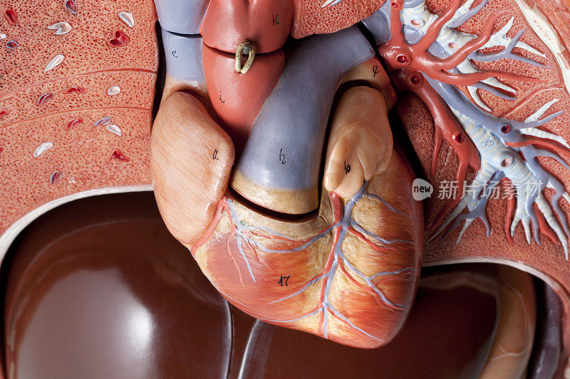 的心。人体解剖学的模型。