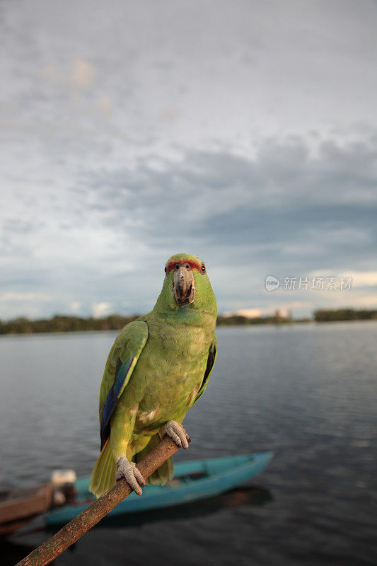 日落时，巴西亚马逊丛林河中的绿色鹦鹉