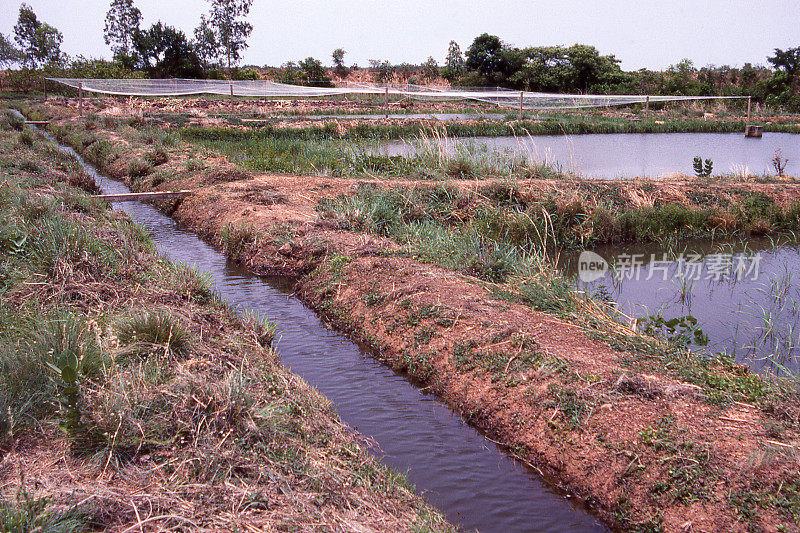 灌溉沟渠和水产养殖池塘附近的沃尔塔河南部布基纳法索非洲
