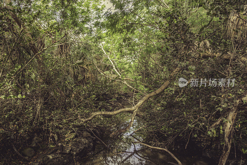 沼泽地沼泽绿化景观与树枝的背景