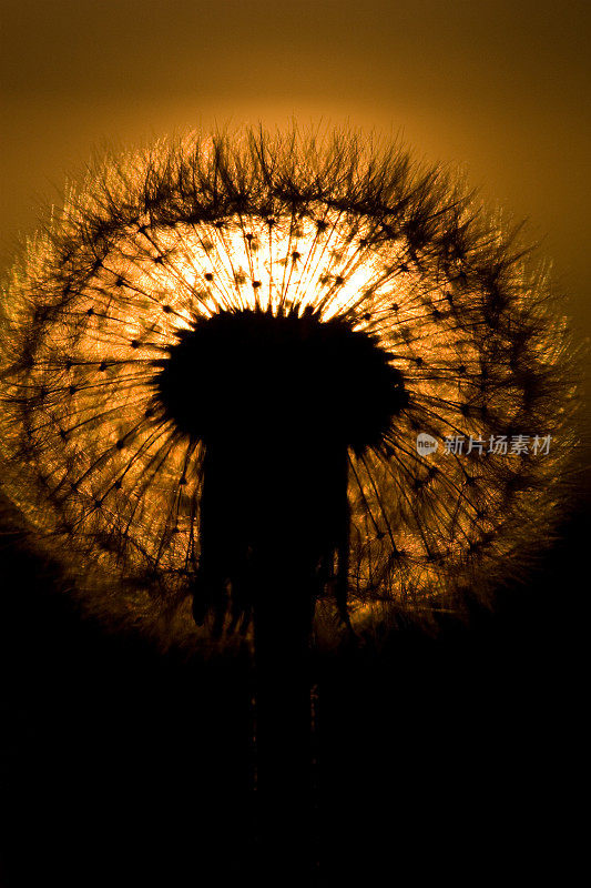 夕阳下的花朵抽象