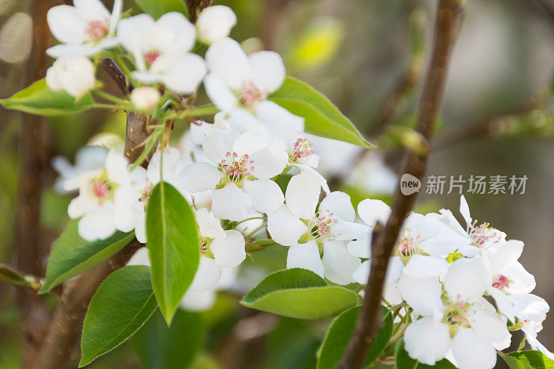 梨树在早春开花。