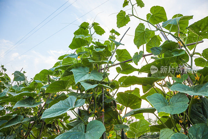 黄瓜植株