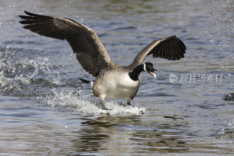 飞翔的雄性加拿大鹅在配对追逐中