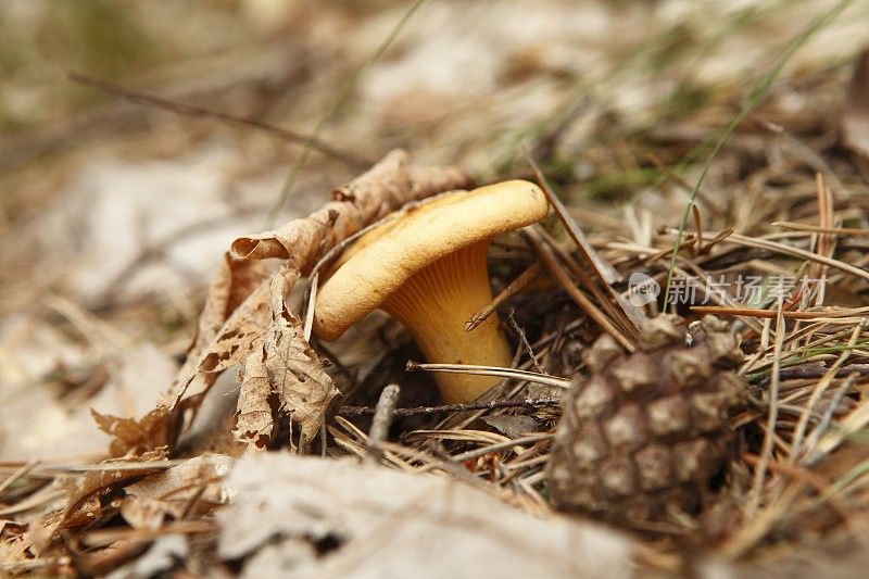 苔藓上的鸡油菌XXXL