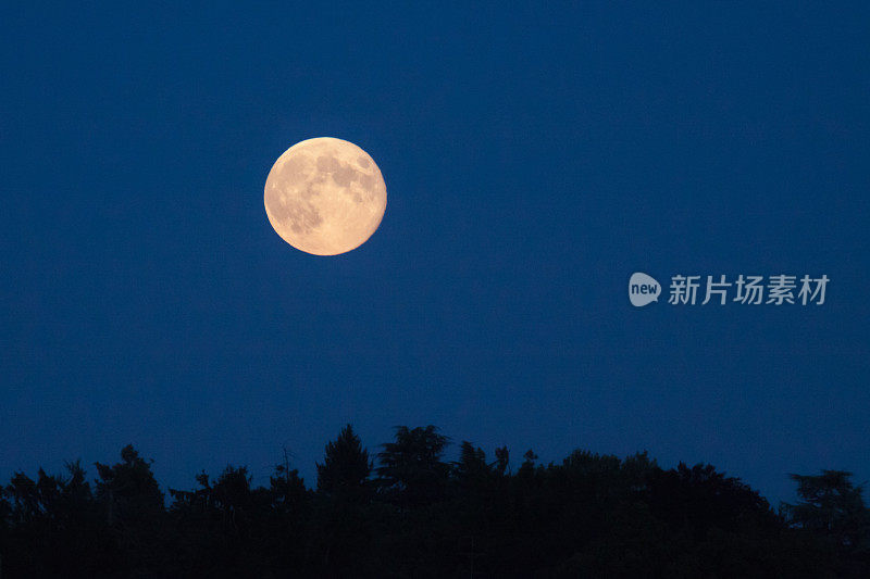 黄昏时，月亮在黑暗的森林上空