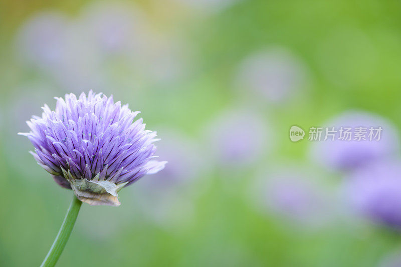 韭菜花头映衬着色彩模糊的背景