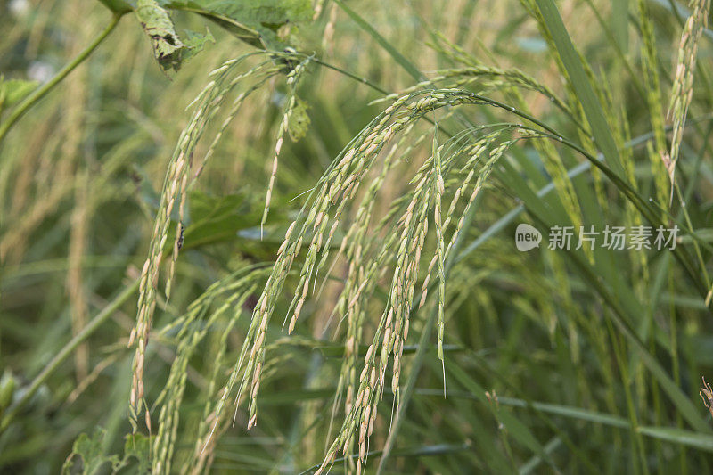 近距离观察悬挂在水稻植株上的稻粒