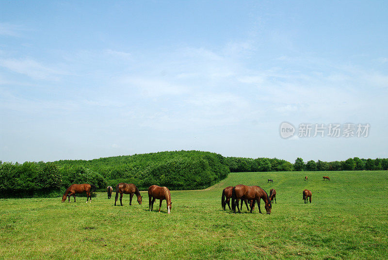 夏天的风景