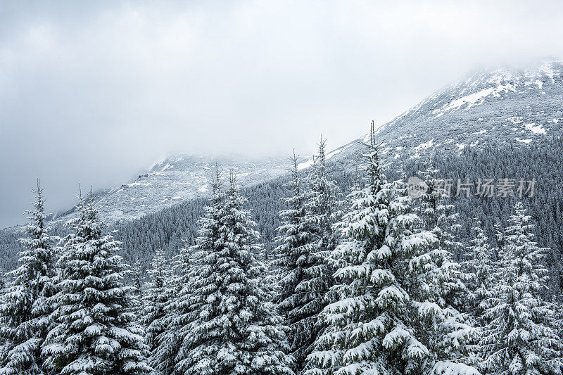 的雪山森林