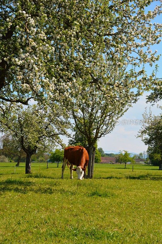 奶牛在苹果树间吃草
