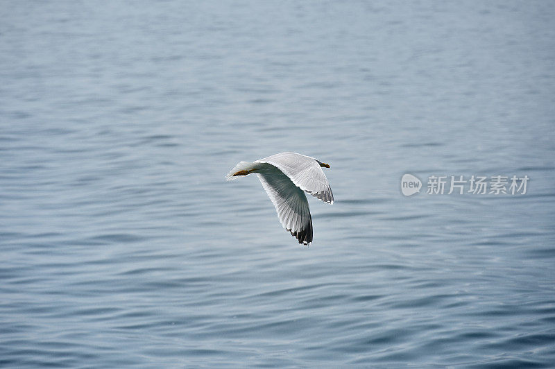 在日内瓦湖上空飞翔的海鸥
