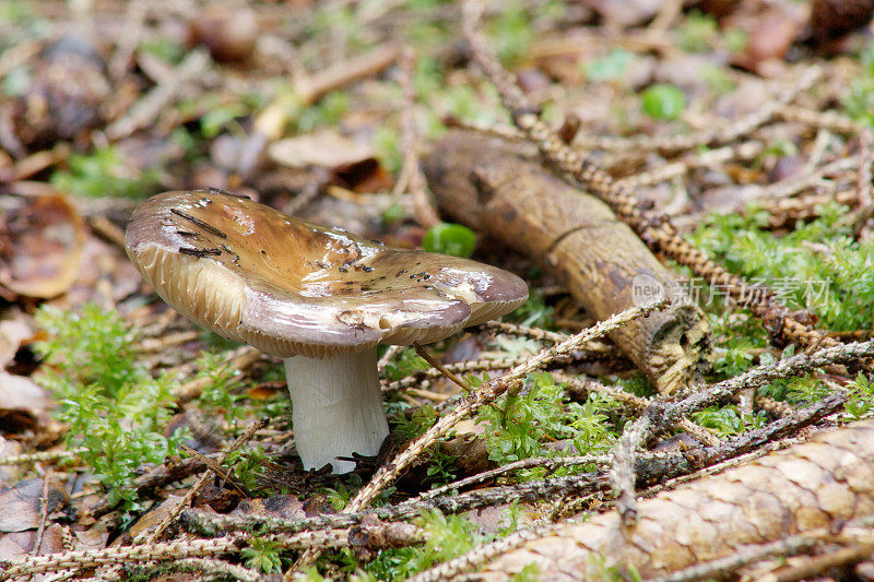阿齐亚戈高原森林中的野生蘑菇