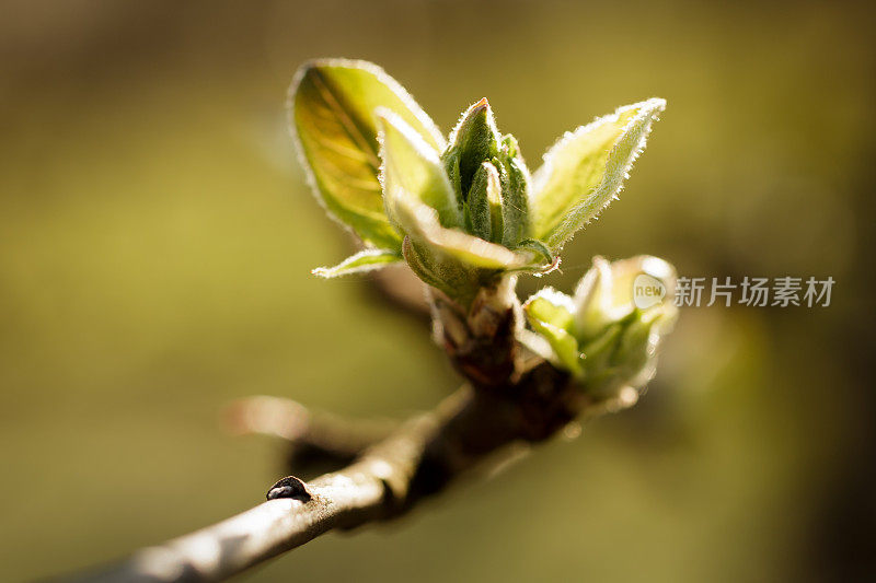 苹果花