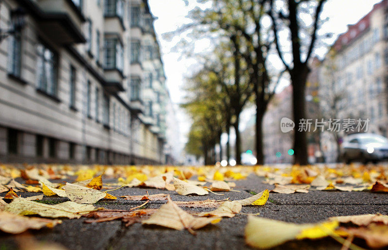 秋天的树叶在小路上