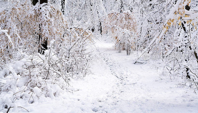 雪后的路在冬天的森林里