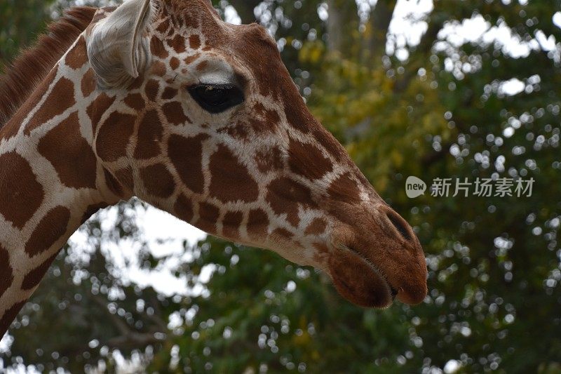 长颈鹿的脸靠近了