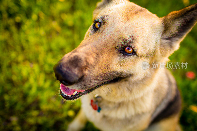 草坪上的金色德国牧羊犬