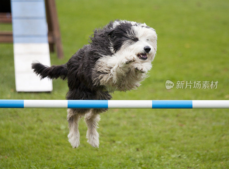 英国牧羊犬在狗敏捷课程