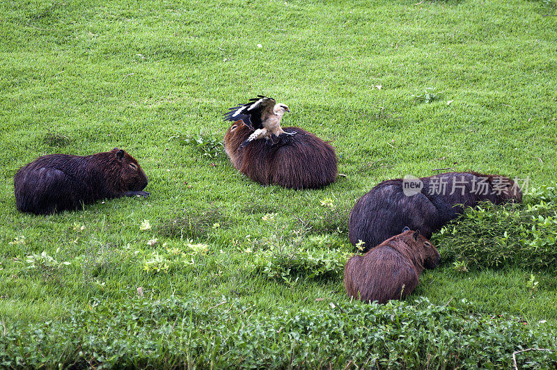 Capybaras