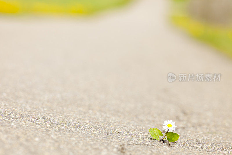 卑微的小黛西在柏油路上奋力拼搏