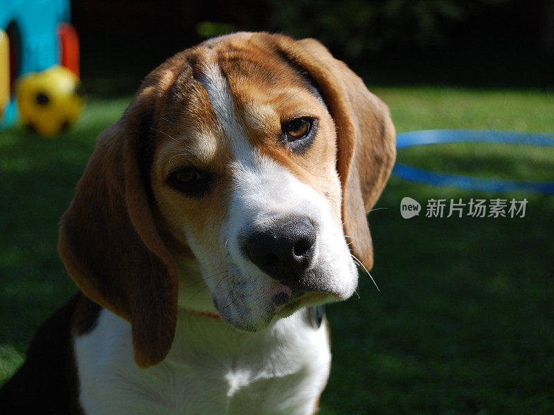 小猎犬小狗