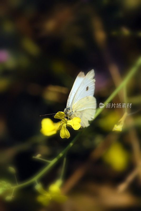 蝴蝶在黄花上