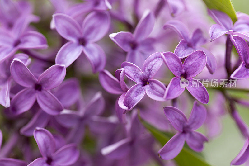 淡紫色花(布什)