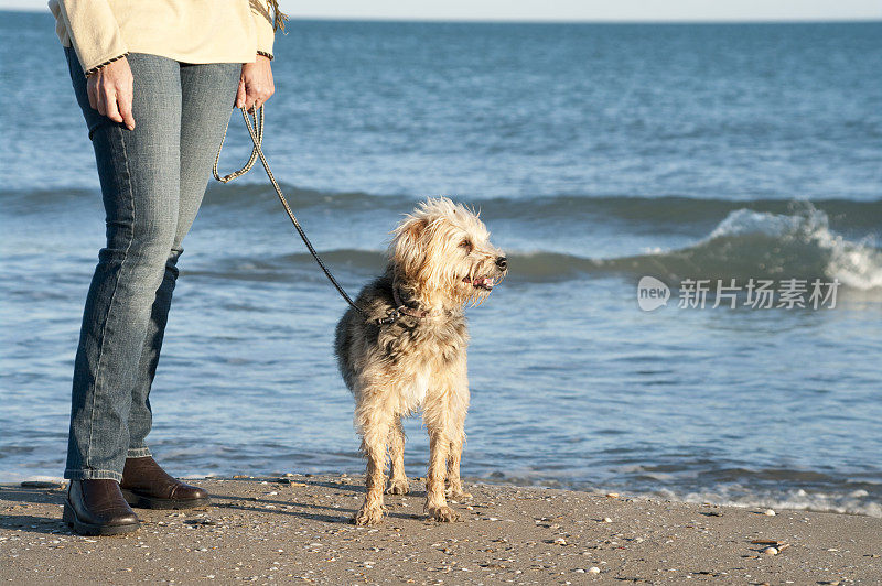 低下来的观点，小猎犬和女人的主人在海滩上