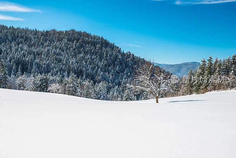 冬季景观与雪和树